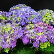 Гортензия Hydrangea Curly Sparkle Blue Purple